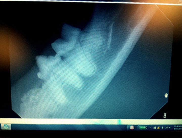 Dog & Cat Teeth xray